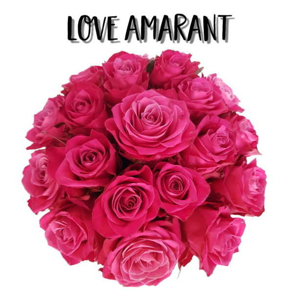 Róże koloru amarant